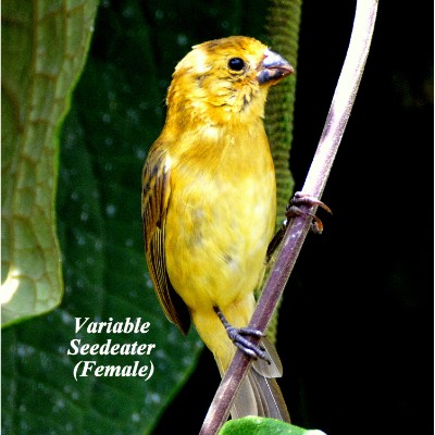 Variable Seedeater (Female)